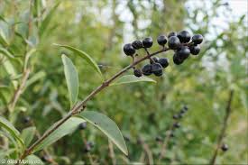 Attēlu rezultāti vaicājumam “Ligustrum vulgare”