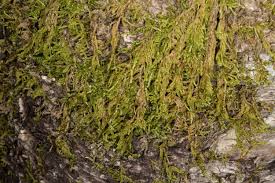 Attēlu rezultāti vaicājumam “Hypnum cupressiforme var. subjulacum”