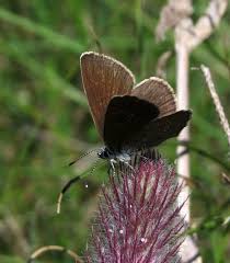 Attēlu rezultāti vaicājumam “Cyaniris semiargus underside”