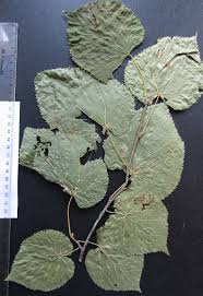 Attēlu rezultāti vaicājumam “Tilia platyphyllos subsp. platyphyllos”