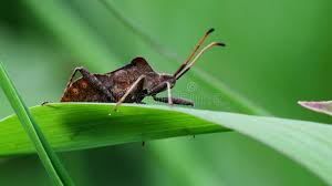 Attēlu rezultāti vaicājumam “Coreus marginatus imago”