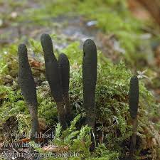 Attēlu rezultāti vaicājumam “Xylaria longipes”