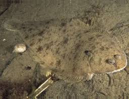 Image result for Solea solea