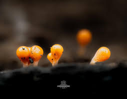 Attēlu rezultāti vaicājumam “Hemitrichia decipiens macro”