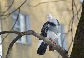 Attēlu rezultāti vaicājumam “Columba livia f. domestica adult”