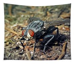 Attēlu rezultāti vaicājumam “Sarcophaga carnaria”