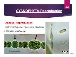 Attēlu rezultāti vaicājumam “Cyanophyta”