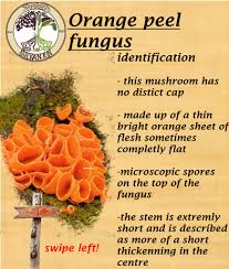 Attēlu rezultāti vaicājumam “Aleuria aurantia”