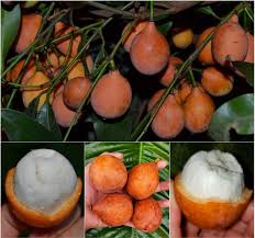 Attēlu rezultāti vaicājumam “Betula humilis fruit”