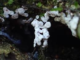 Attēlu rezultāti vaicājumam “Diderma chondrioderma”