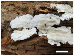 Attēlu rezultāti vaicājumam “Sidera lenis”