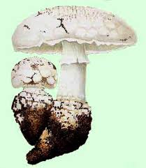 Attēlu rezultāti vaicājumam “Amanita strobiliformis”