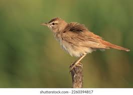 Image result for Cercotrichas galactotes