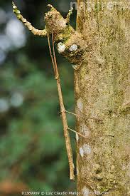 Attēlu rezultāti vaicājumam “Trichia flavicoma stalked”