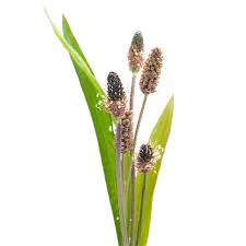 Attēlu rezultāti vaicājumam “Plantago lanceolata fruit”
