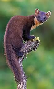 Attēlu rezultāti vaicājumam “Martes martes”