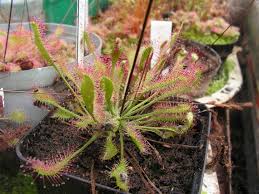 Attēlu rezultāti vaicājumam “Drosera x obovata leaf”