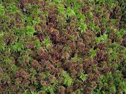 Attēlu rezultāti vaicājumam “Sphagnum capillifolium”
