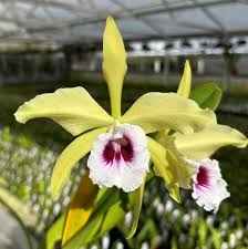 Attēlu rezultāti vaicājumam “Rhynchostegiella tenella sporophyte”