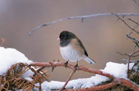 Image result for Junco hyemalis