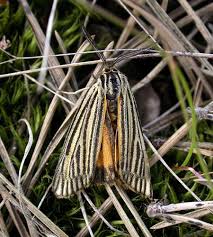 Attēlu rezultāti vaicājumam “Spiris striata”