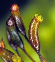 Attēlu rezultāti vaicājumam “Hypnum cupressiforme sporophyte”