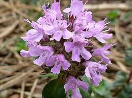 Attēlu rezultāti vaicājumam “Thymus pulegioides”
