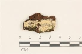 Attēlu rezultāti vaicājumam “Oxyporus corticola”