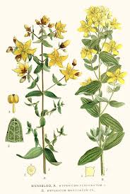Image result for Hypericum perforatum
