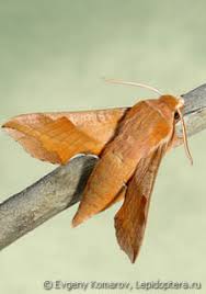 Attēlu rezultāti vaicājumam “Deilephila porcellus”