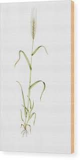 Image result for Secale cereale