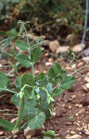 Attēlu rezultāti vaicājumam “Pisum sativum leaf”