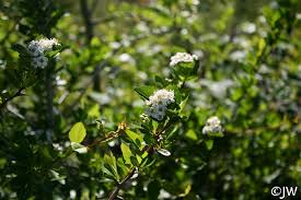 Attēlu rezultāti vaicājumam “Crataegus douglasii”