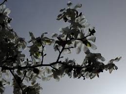 Attēlu rezultāti vaicājumam “Magnolia kobus”