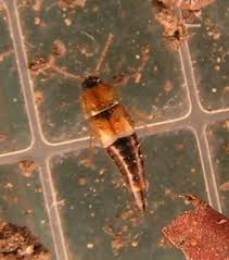 Attēlu rezultāti vaicājumam “Tachyporus sp.”