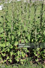 Attēlu rezultāti vaicājumam “Chenopodium rubrum leaf”