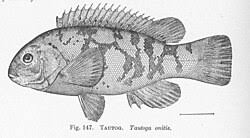 Image result for Tautoga onitis