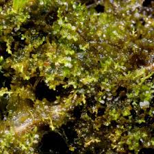 Attēlu rezultāti vaicājumam “Cladopodiella fluitans”