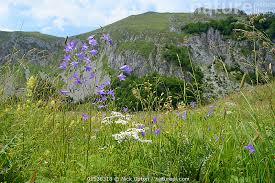 Image result for Campanula patula