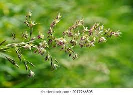 Attēlu rezultāti vaicājumam “Carex appropinquata leaf”
