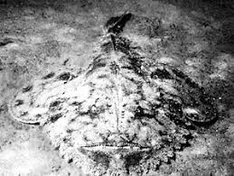 Image result for Lophius americanus