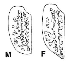 Attēlu rezultāti vaicājumam “Comatricha ellae stalked”