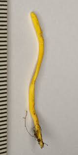 Attēlu rezultāti vaicājumam “Clavulinopsis helvola”