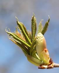 Attēlu rezultāti vaicājumam “Aesculus x hybrida bud”