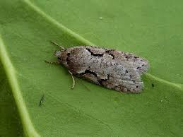 Attēlu rezultāti vaicājumam “Semioscopis steinkellneriana”