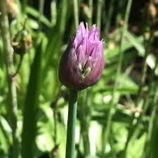 Attēlu rezultāti vaicājumam “Allium schoenoprasum bud”