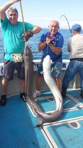 Image result for British Conger Club