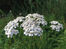 Attēlu rezultāti vaicājumam “Achillea millefolium flower”