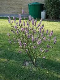 Attēlu rezultāti vaicājumam “Daphne mezereum flower”