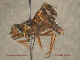 Attēlu rezultāti vaicājumam “Exoprosopa capucina”